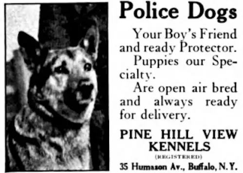 Open Air Bred Puppies, 1920s, the Good'Ole Dayz